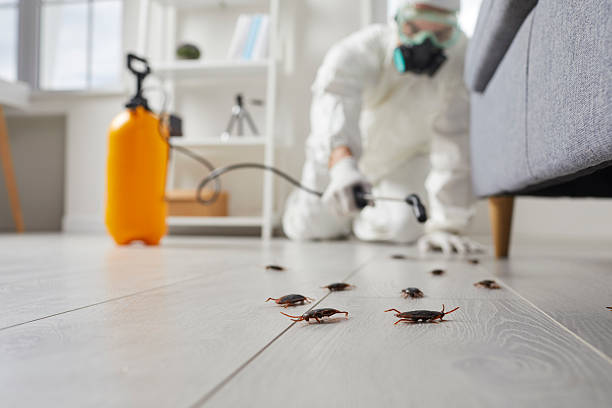 Commercial Kitchen Cockroach Control in Hales Corners